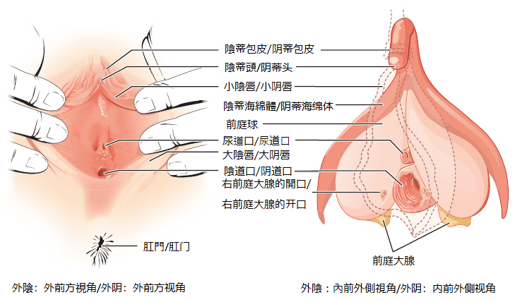 c-spot-position-orgasm-skills-1