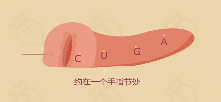 u-spot-position-orgasm-skills-cover-image 3